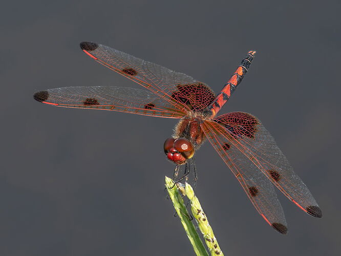 Calico Pennant Dragonfly 4.jpg