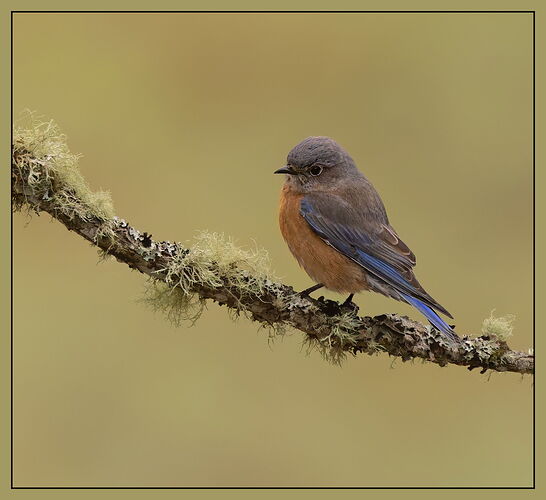 Western Bluebird3-NPN.jpg