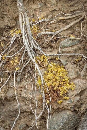 Roots and flowers c2-1
