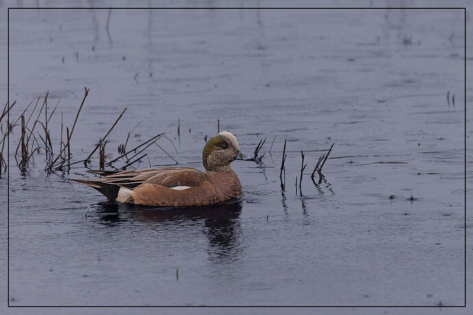 American Wigeon-NPN.jpg