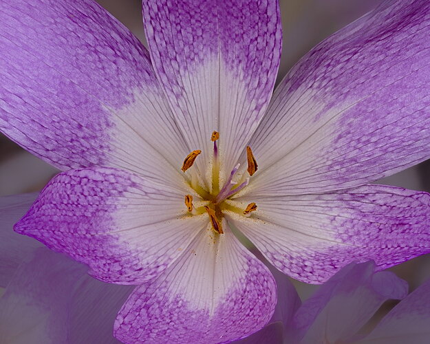 Original - Saffron2-NPN.jpg
