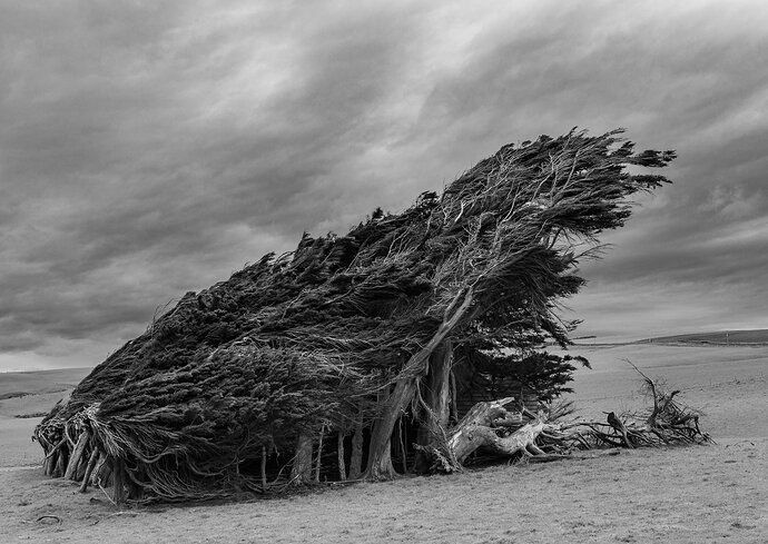 Anthony Dutton_Windswept