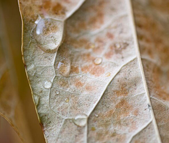 Fallen leaf