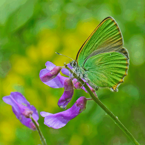 Green Hairstreak