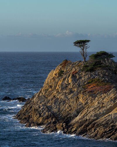 Monterey Cypress at Point Lobos State Reserve reworked
