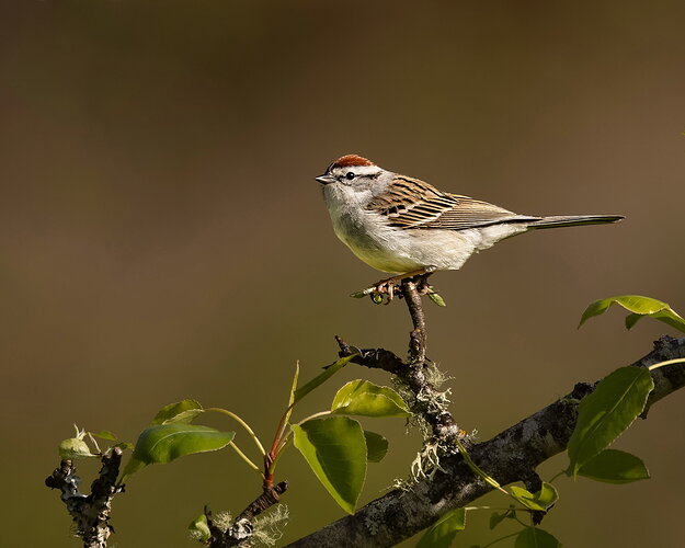 Chipping Sparrow-NPN.jpg
