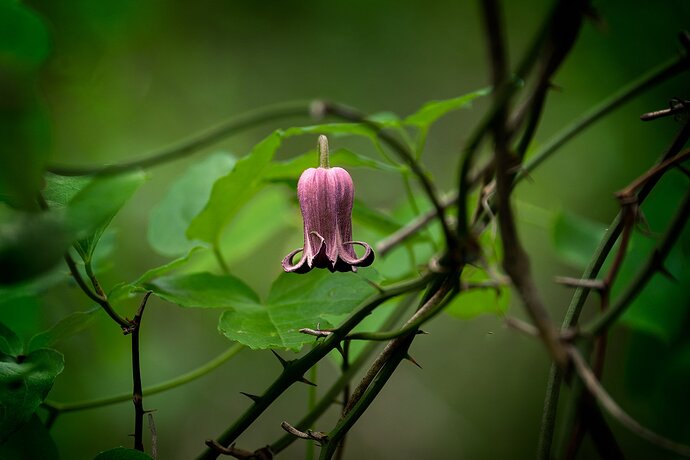 pitcher-flower-DSC_2565