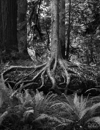 Ancientgrove2198