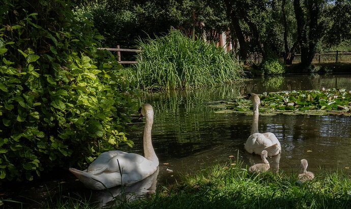 swans at basin 08971-08971