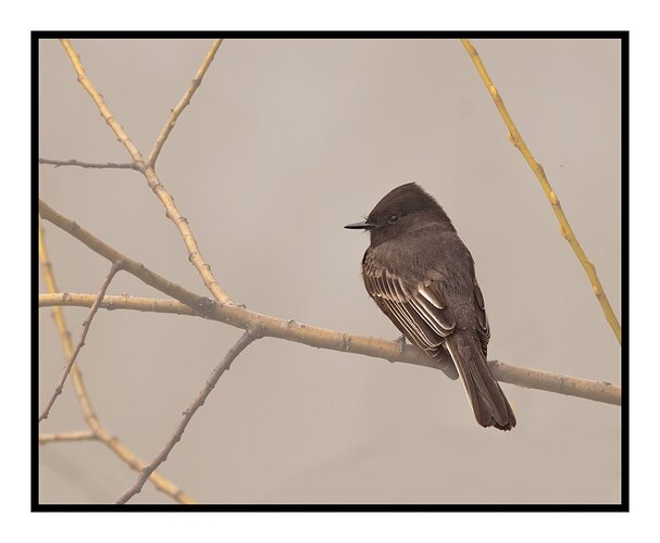 Black Phoebe-5880