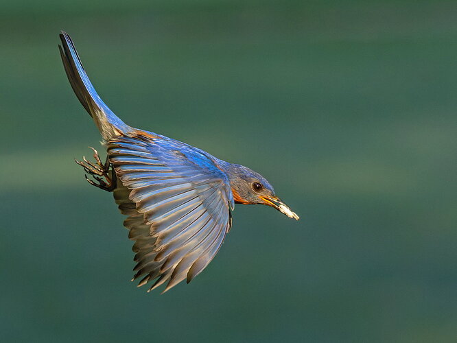 Eastern Bluebird 38