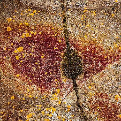 The moss gets through.jpg