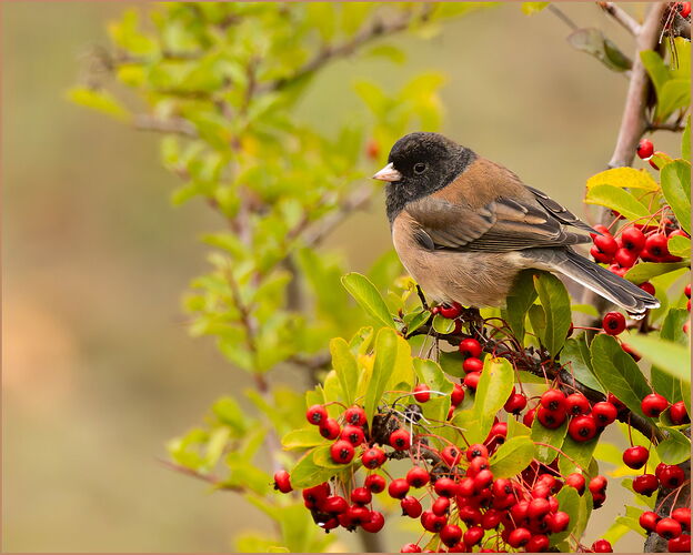 Dark-eyed Junco #2-NPN.jpg