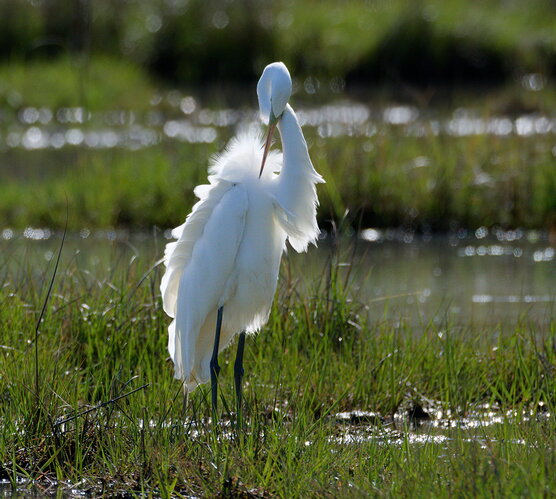 Additional image 1