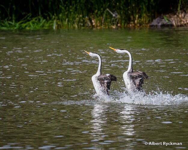 DANCING CLARK'S GREBE * NPN CANDIDATES-10 copy