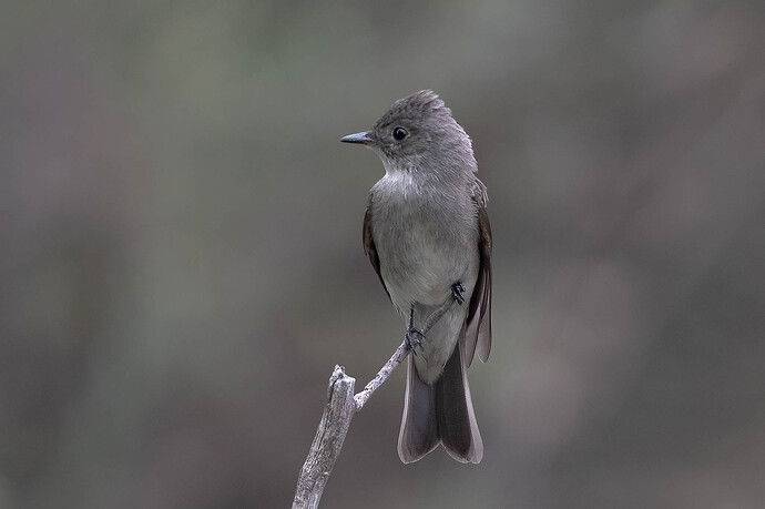 Western wood peewee-3.jpg