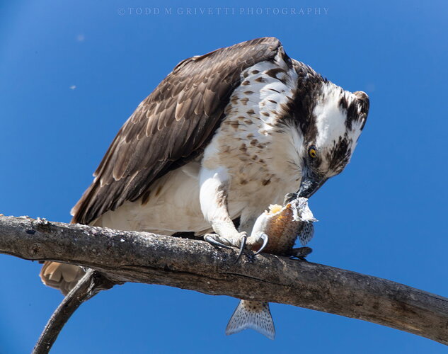 064A6683-Enhanced-NR.jpg