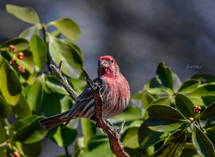 Proud House Finch