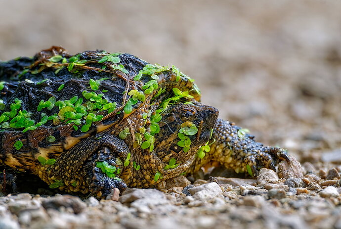Richfield-4b,-snapping-turtle,-8-15-24.jpg