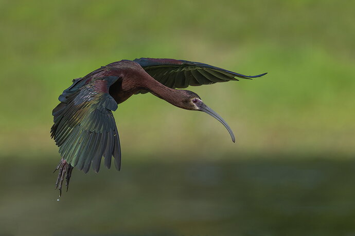 White-faced Ibis.jpg