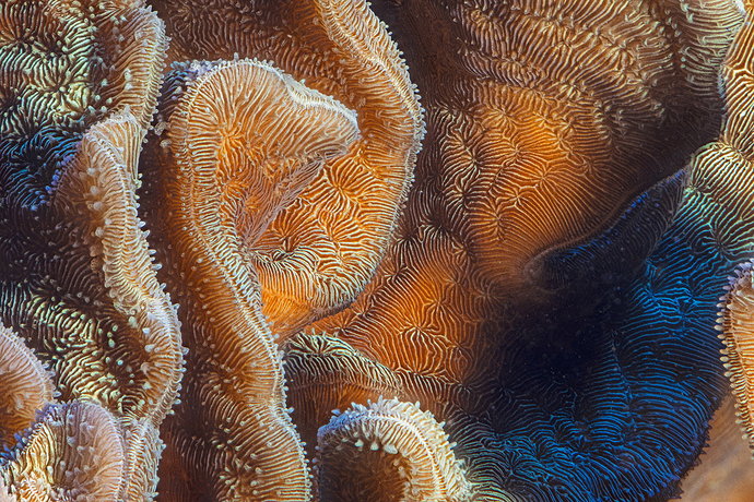 Original - Pavonspecies.jpg