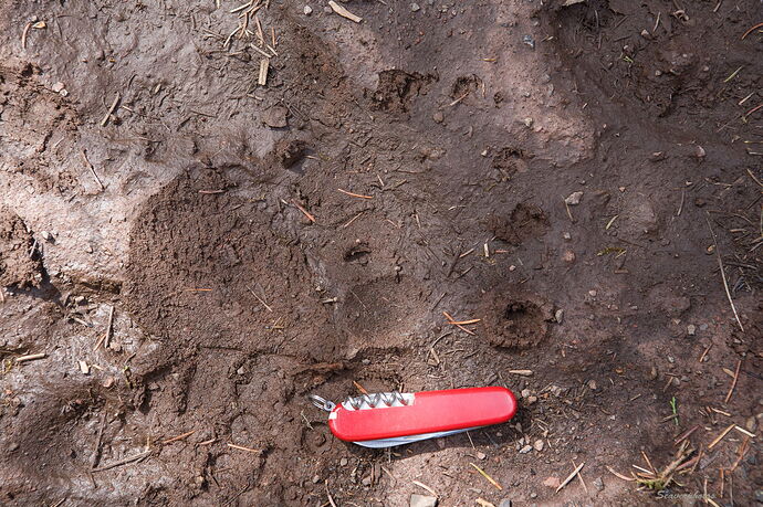 Grizzly Bear track.jpg