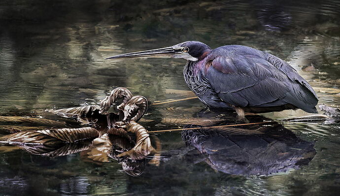 Agami-Heron-2-copy(2)-1_DxO_DxO-Edit final copy rotated