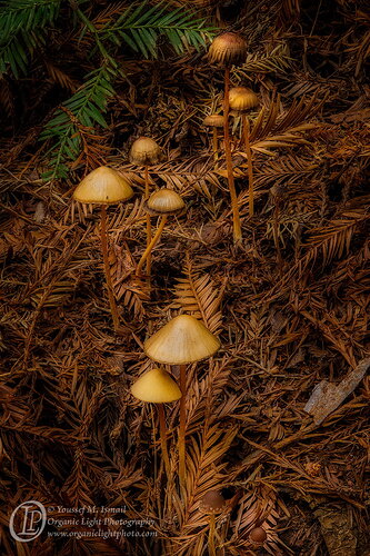 _DSC0709_0718_Progression_NPN.jpg