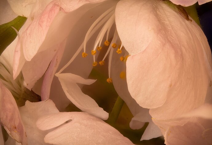 Cherry Blossom Beckoning