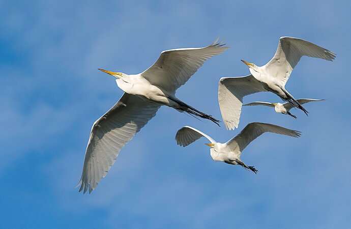 A Flight of White