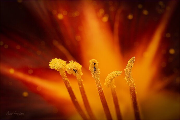 Revision 1 - DAy Lily 4k 20260704-DSC04518-final.jpg