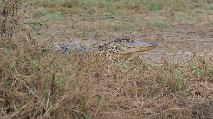 Original - DSC_7041_DxO.jpg