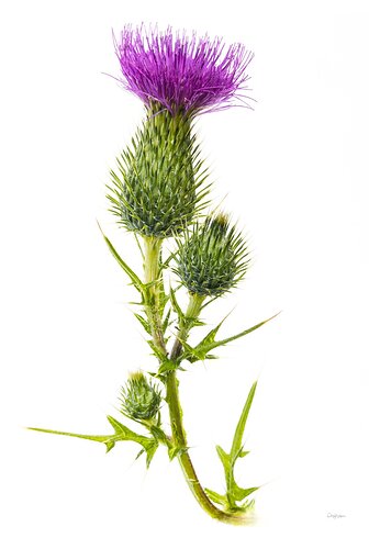 Cirsium vulgare (spear thistle, bull thistle, or common thistle)