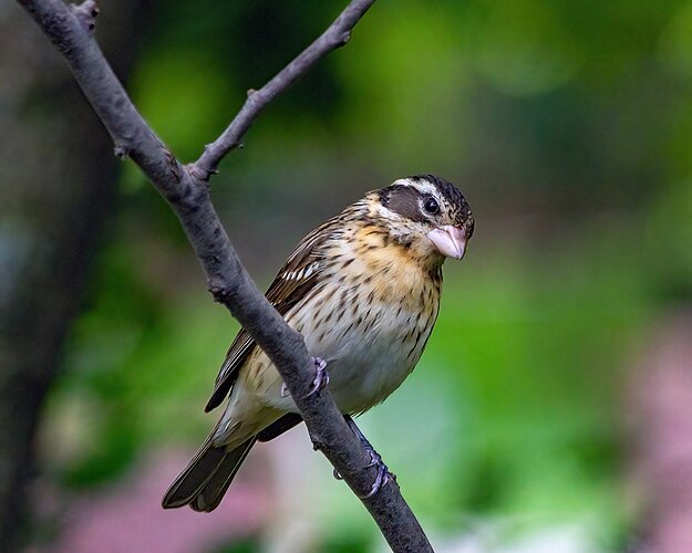 Rose-breasted Grosbeak, female