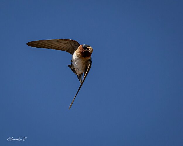 Cliff Swallow with breakfast