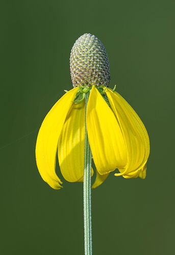 YellowConeflower.jpg