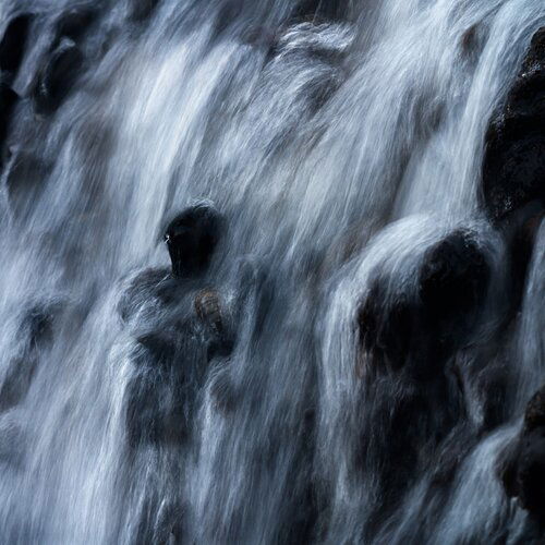 Water flow over mussels