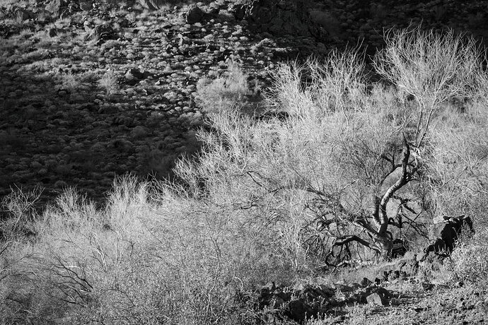 Desert scene