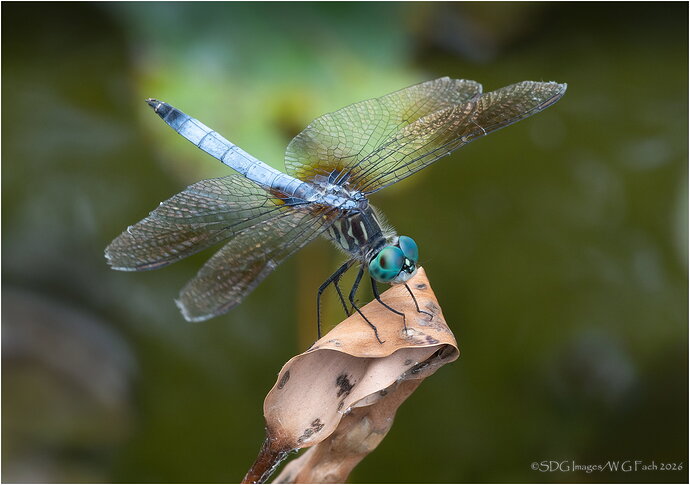 Dragon-Season-68827A7r3-26.jpg