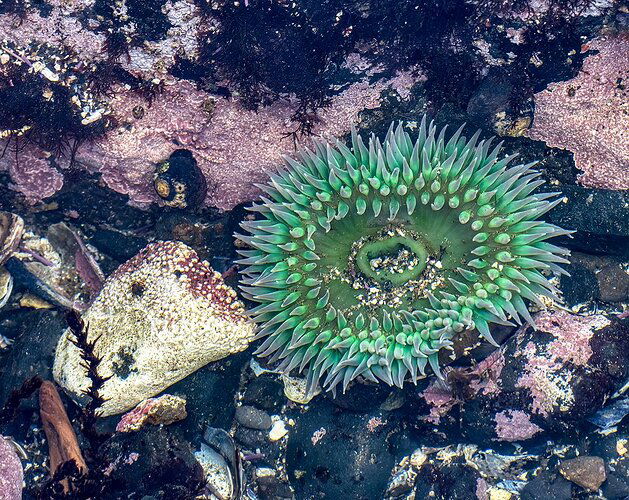 giantgreenanemone