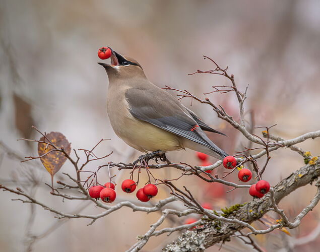 Cedar Waxwing _49A3151-Edit-Edit