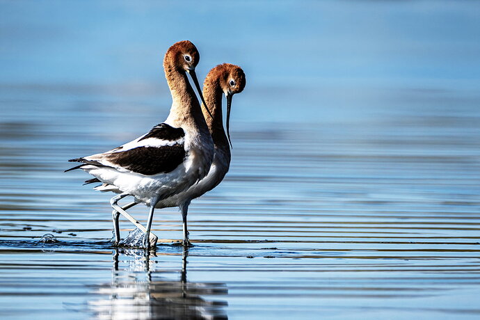 Original - A Morning Stroll COPY_CO_Belmar Lake-Birds041926_0757-1 copy.jpg