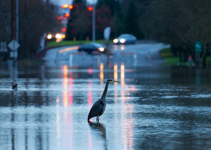 Heron Fishing on Flooded Street