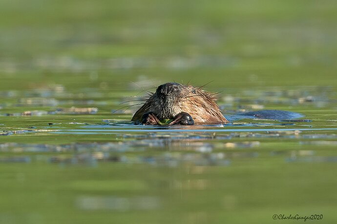 Bucky-Beaver_Feeding_CMG8246-copy-2