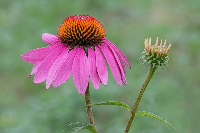 Echinacea0920_65A8590ACRtcdclj