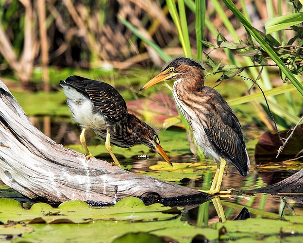 Curious Chicks
