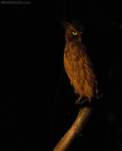 owlbuffyfish1025borneo12.jpg