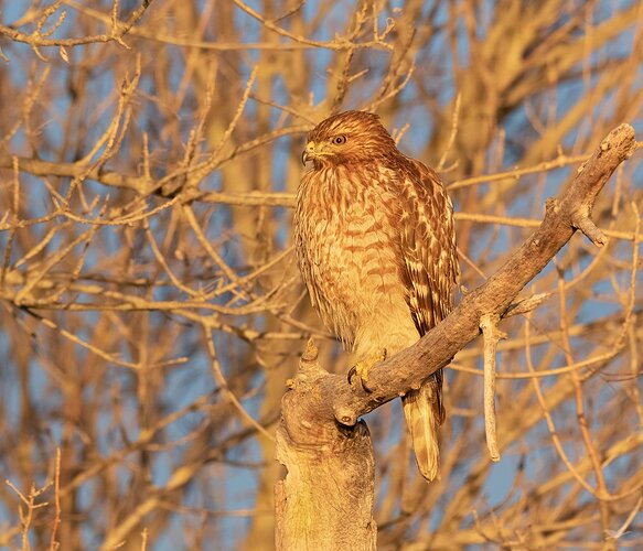 -20200205-_7D20551-Sacramento NWR-Edit-Edit