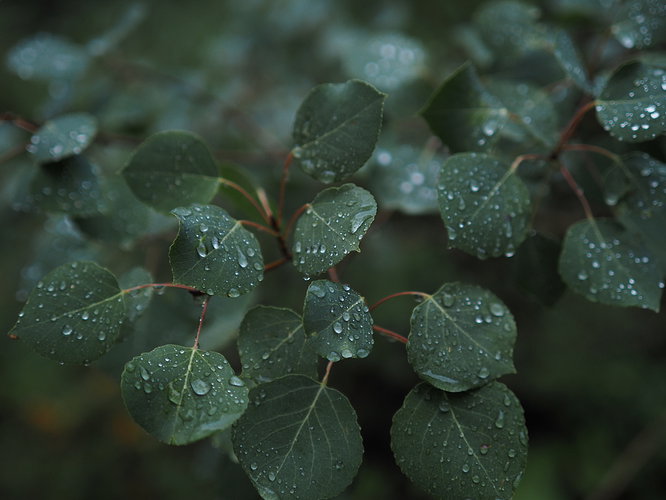 Original - Wet Aspen Leaves.jpeg