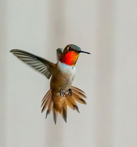 RUFOUS.jpg
